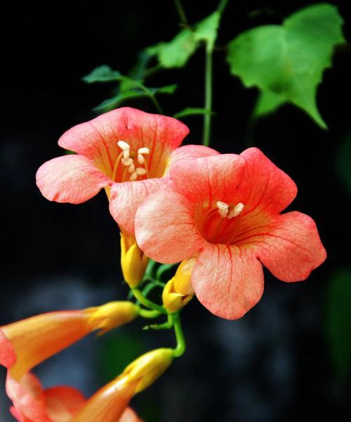 哪些植物的花寓意喜乐？它们的花语是什么？