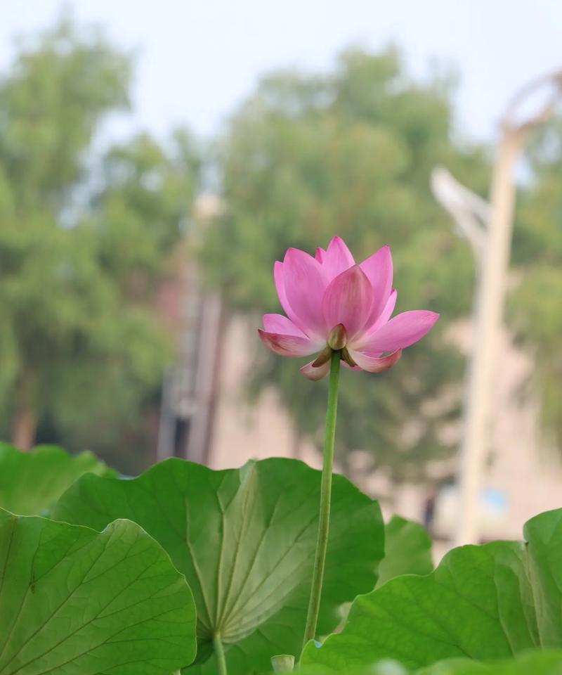 荷花与绿色玫瑰花共同寓意什么？