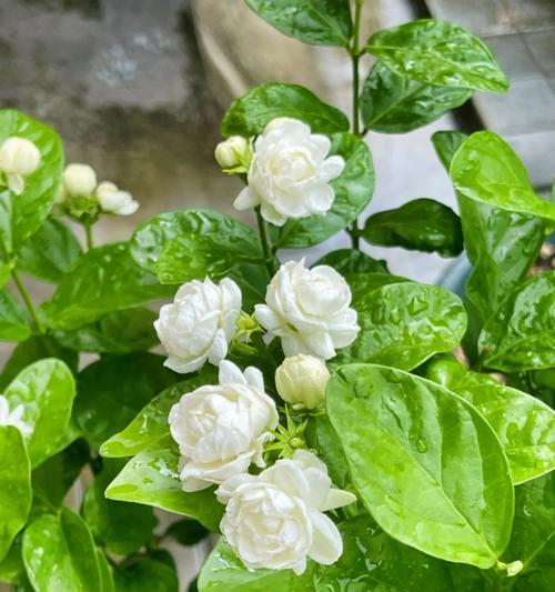 热烈爱情的象征有哪些花？它们的花语是什么？