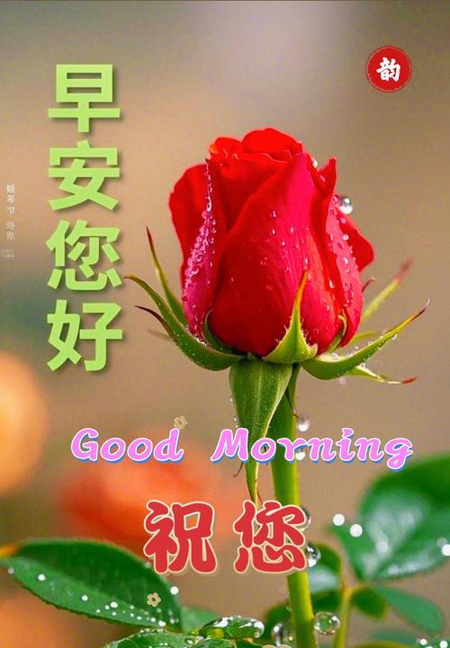 带祝福寓意的玫瑰花有哪些？
