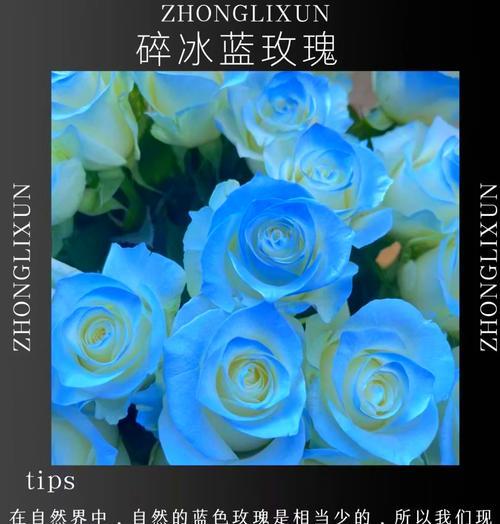 白色和蓝色玫瑰花的寓意是什么？白蓝玫瑰花的象征意义有哪些？