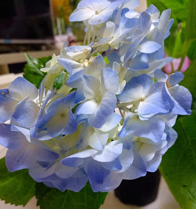 雨中白色绣球花有何寓意？白色绣球花的花语是什么？