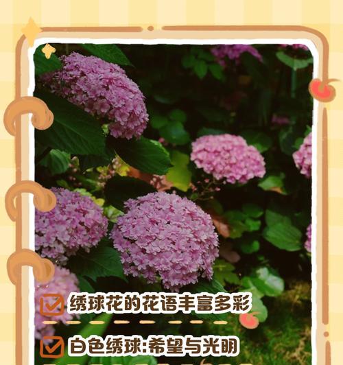 雨中白色绣球花有何寓意？白色绣球花的花语是什么？