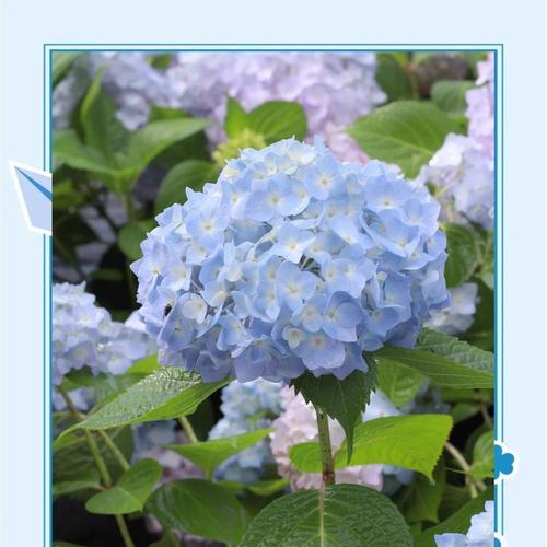 雨中白色绣球花有何寓意？白色绣球花的花语是什么？