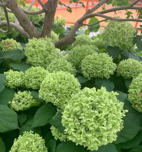绿色绣球花有何特别含义？