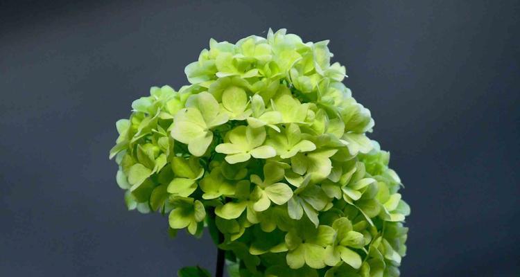 绿色绣球花有何特别含义？