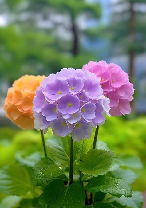 哪种树花象征忠贞爱情？它的花语是什么？