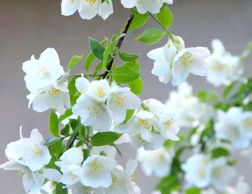 哪种树花象征忠贞爱情？它的花语是什么？