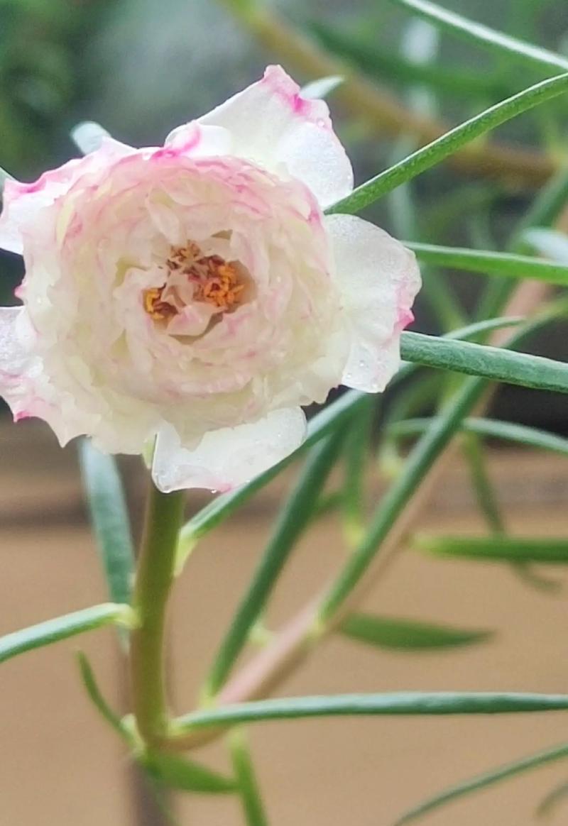 白色太阳花的来源是什么？它的寓意有哪些？