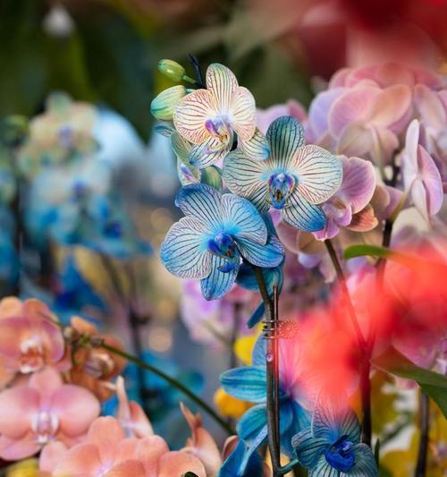 春节适合摆放哪些寓意发财平安的花？