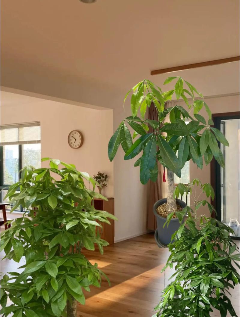春节适合摆放哪些寓意发财平安的花？