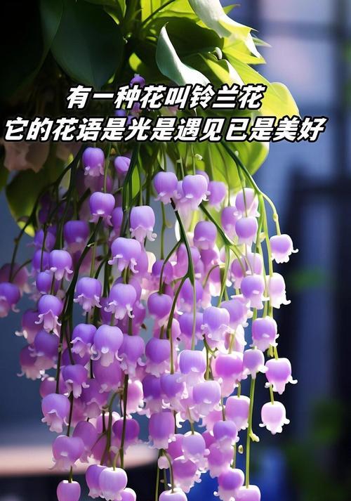 不同颜色的花各自象征着什么？