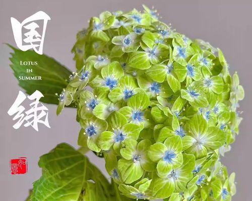 绿色绣球花代表了什么含义？