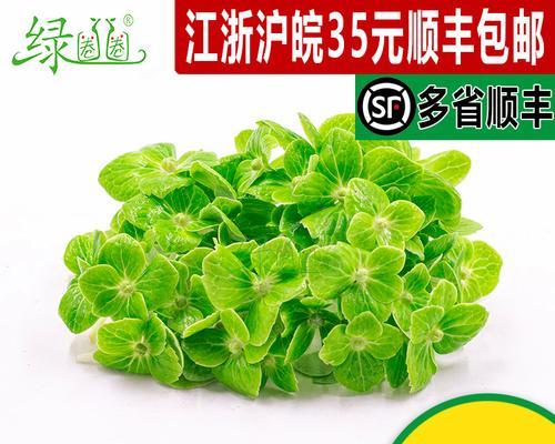 绿色绣球花代表了什么含义？