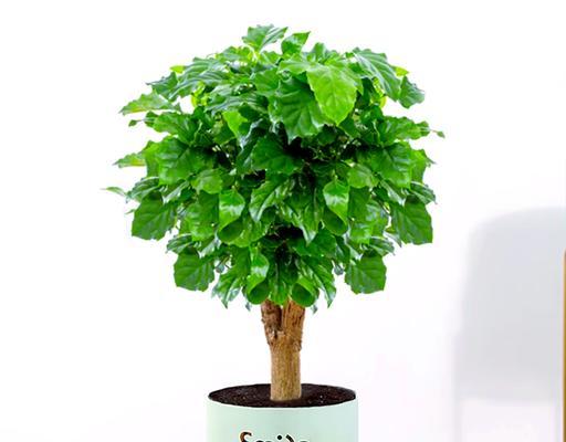 哪些花象征着平安吉祥？