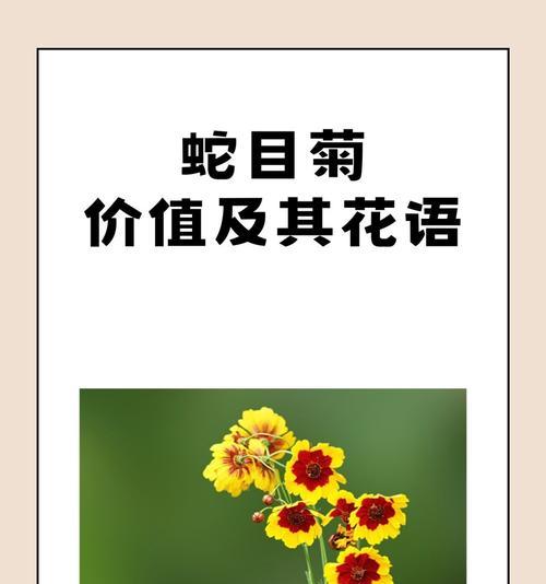 春节时菊花的花语是什么？它代表了什么？