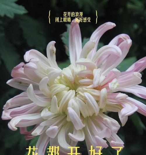 春节时菊花的花语是什么？它代表了什么？