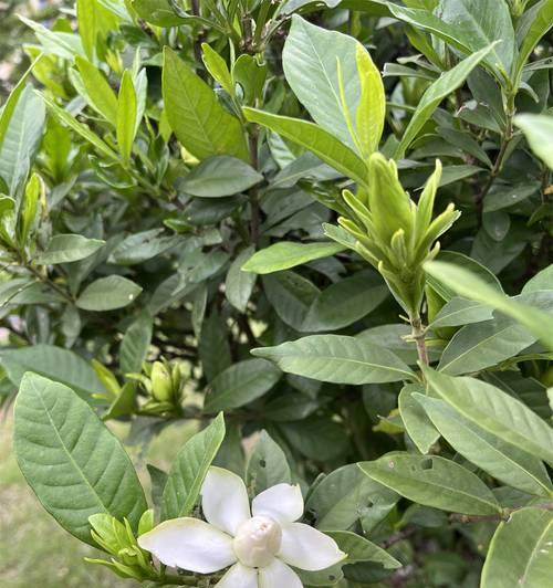 栀子花的传统含义是什么？栀子花在文化中象征着什么？