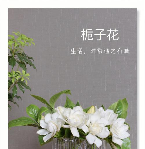 栀子花的传统含义是什么？栀子花在文化中象征着什么？