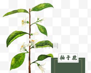 柚子花的文化意义是什么？柚子花在传统中扮演什么角色？