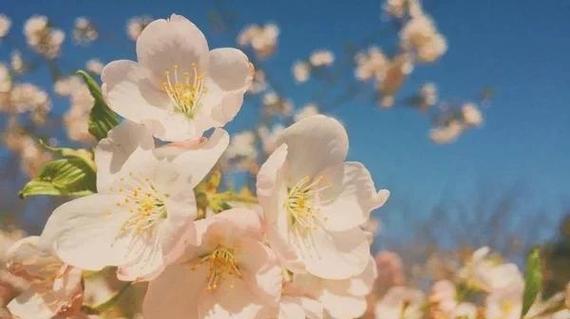 哪种树花寓意爱情？