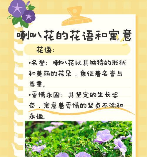 哪种树花寓意爱情？