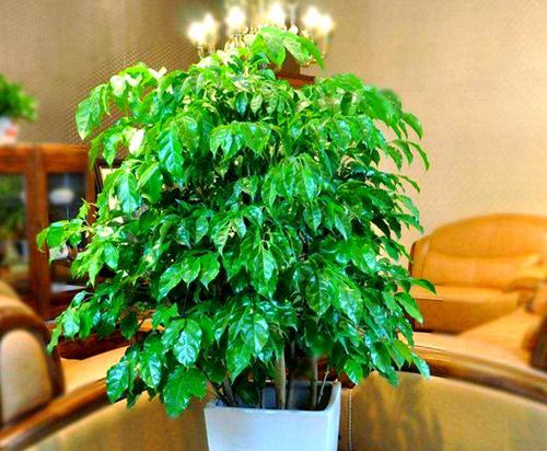哪些花象征好运？它们的寓意是什么？