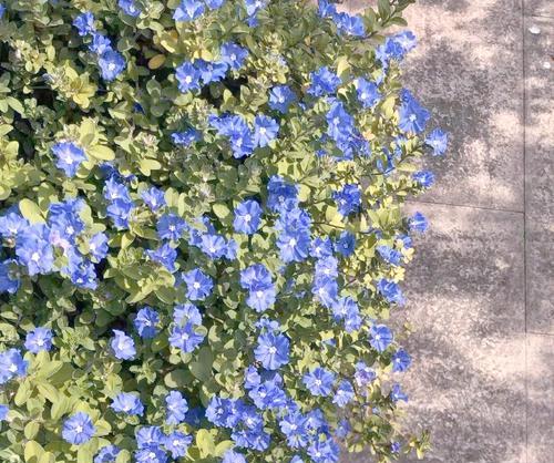 窗外蓝色的花寓意是什么？