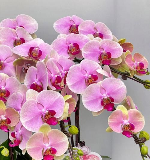 象征爱情我的花是什么？哪种花常被用来代表爱情？