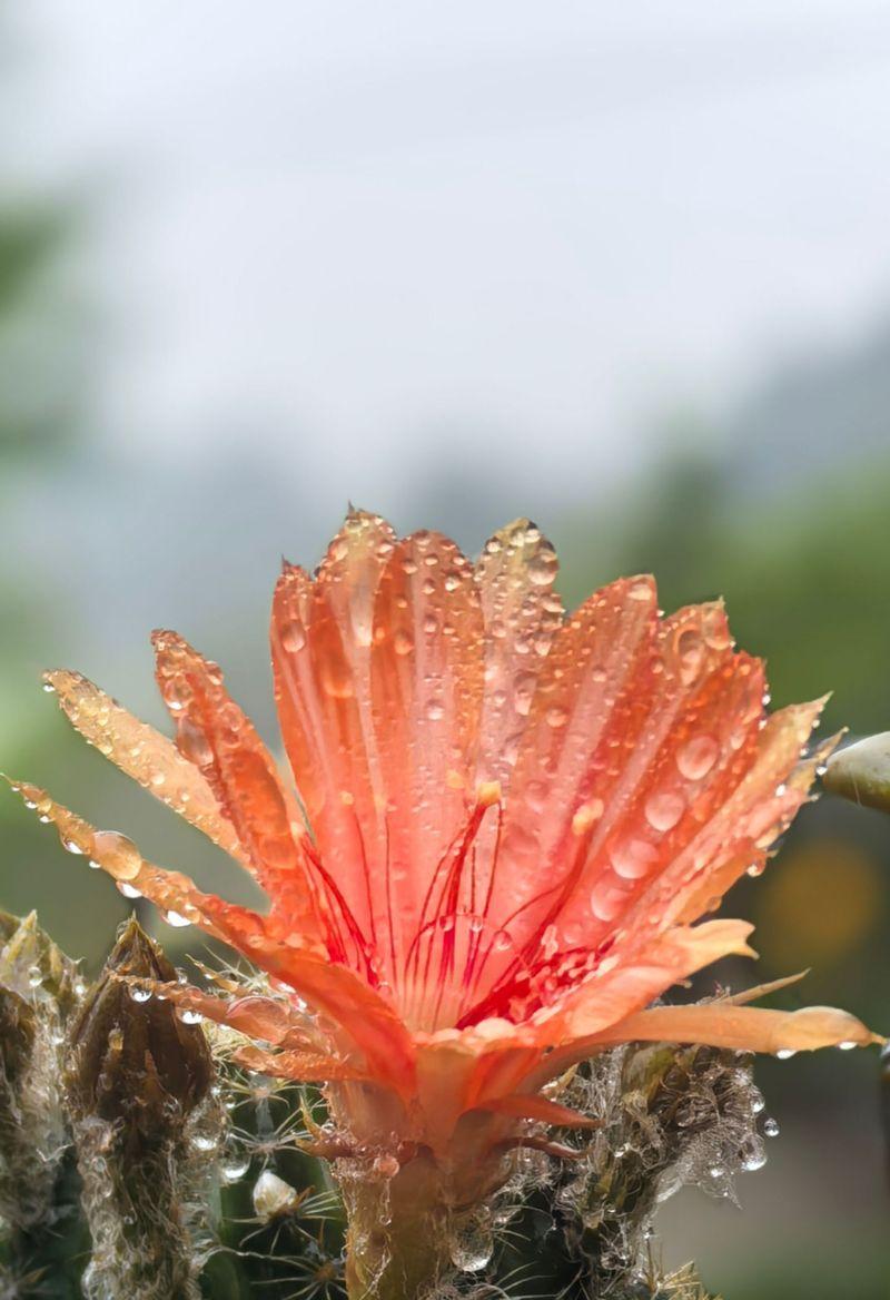 四季更替中花语有何变化？