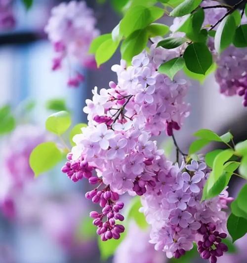 美色花语是什么意思？探讨美色花语的含义。012