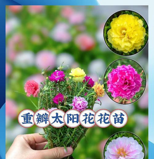 手捧花丝带太阳花有何特殊含义？