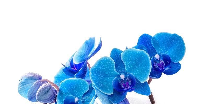 蓝色蝴蝶花的含义是什么？蝴蝶蓝花象征着什么？