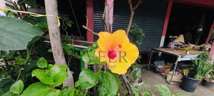 黄色木槿花代表什么？