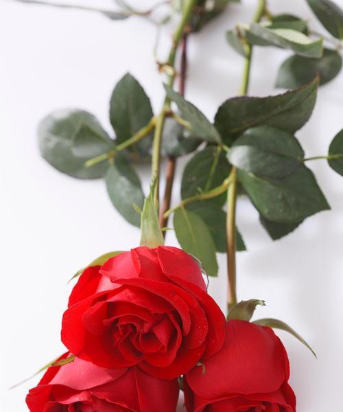 玫瑰花颜色不同代表什么意义？各颜色玫瑰的象征是什么？
