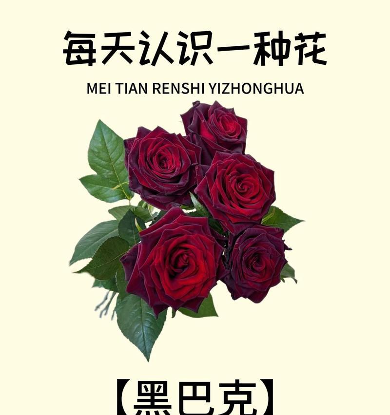 玫瑰花颜色不同代表什么意义？各颜色玫瑰的象征是什么？