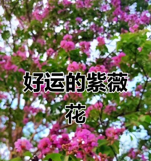 哪些花象征好运且易培养？