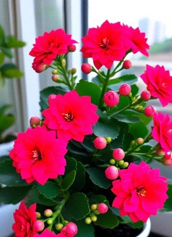哪些花象征好运且易培养？
