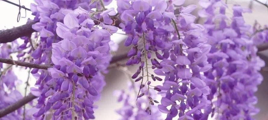 紫色花海代表了哪些意义？