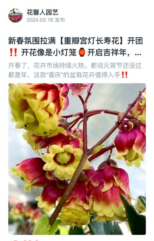 什么花象征着福气和长寿？