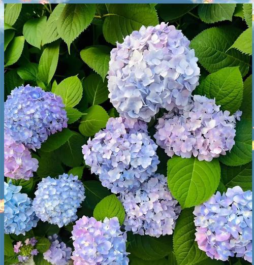 送什么颜色的花有特定含义？颜色与花的寓意有何关联？