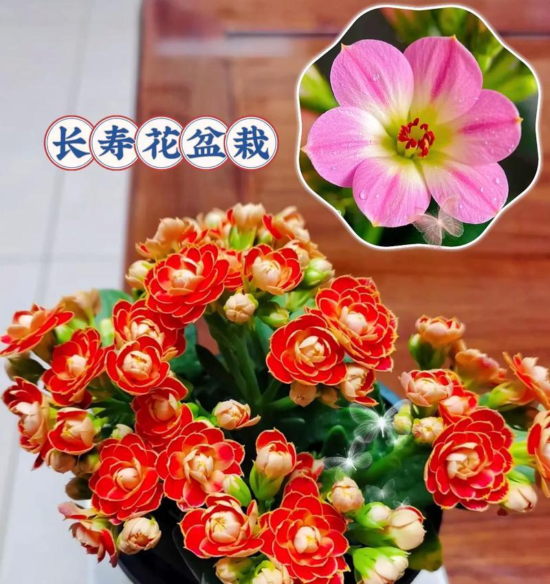 什么花象征长寿？如何用花表达长寿的祝福？