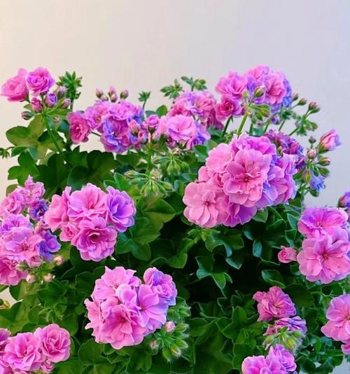 哪四种花象征季节？它们各自代表什么季节？