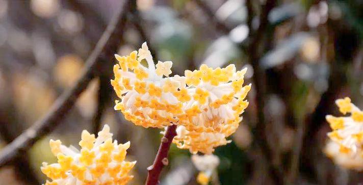 古代中哪些花象征着爱情？