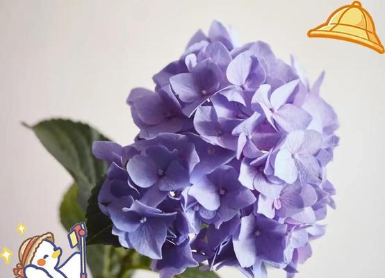 张杰歌曲中的蓝色绣球花有何寓意？