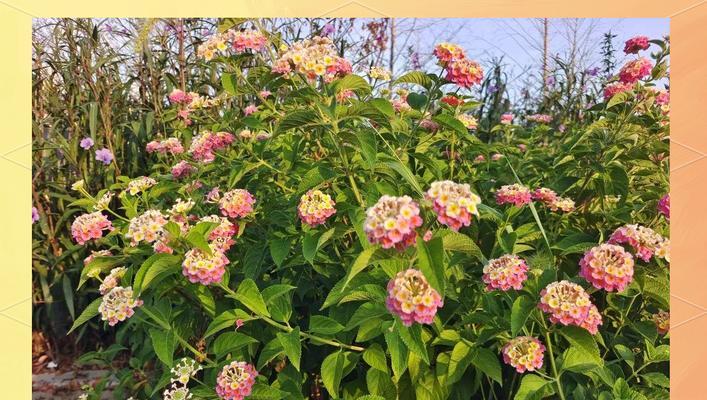 湖畔花语特色花卉有哪些？如何挑选？