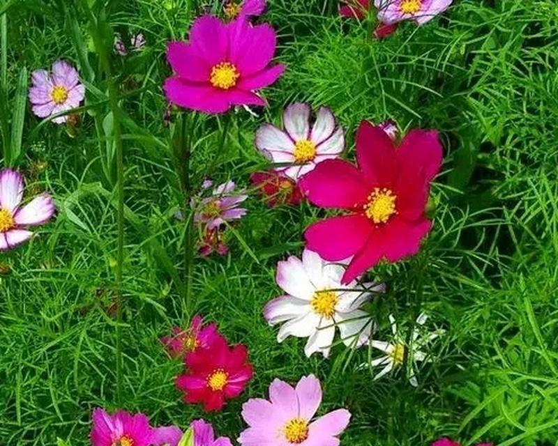 格桑花象征着什么？