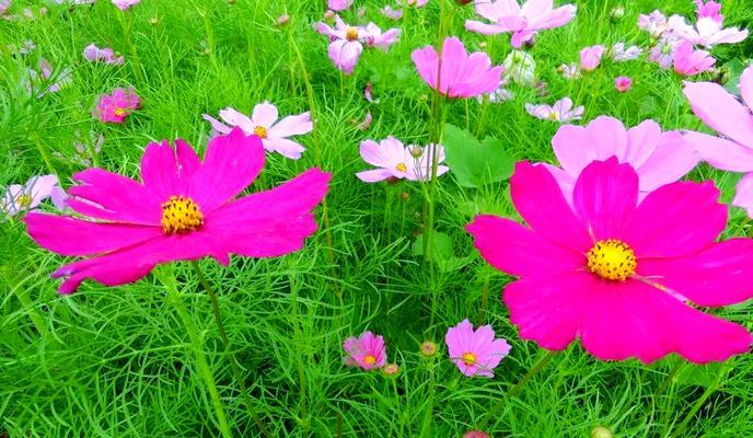 格桑花象征着什么？