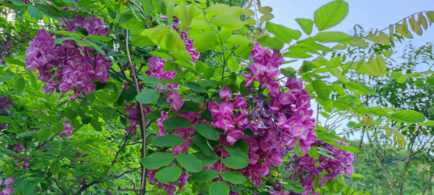 哪种花或树象征富贵？