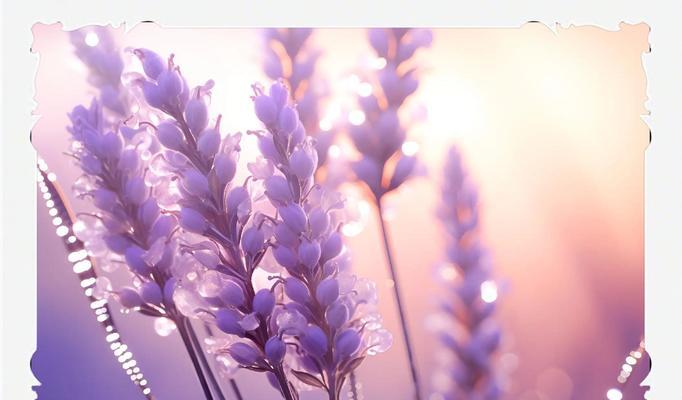 哪种花象征等待爱情？寓意是什么？